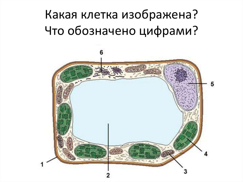 Растительная клетка подписанная. Растительные клетки строение растительной клетки. Структура растительной клетки схема. Схема построения растительной клетки. Тема растительная клетка 6 класс биология.