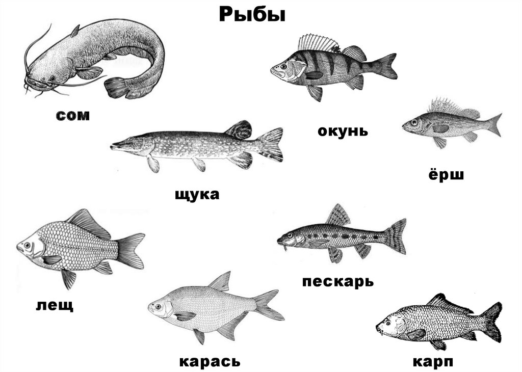 Логопедическая презентация рыбы