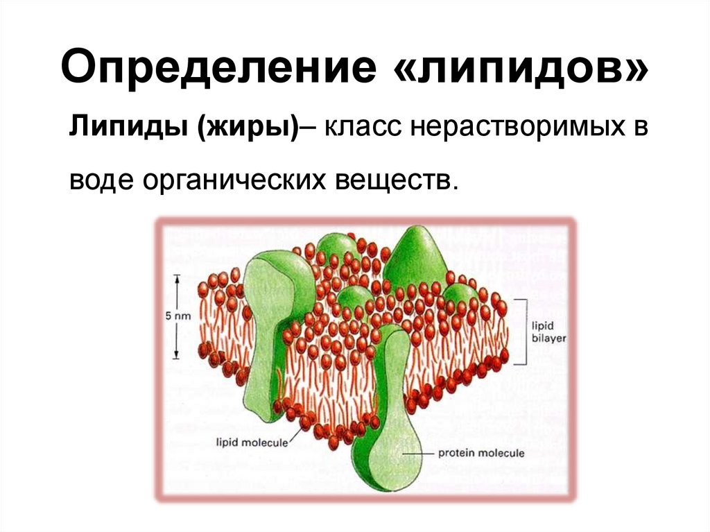 Органические вещества липиды