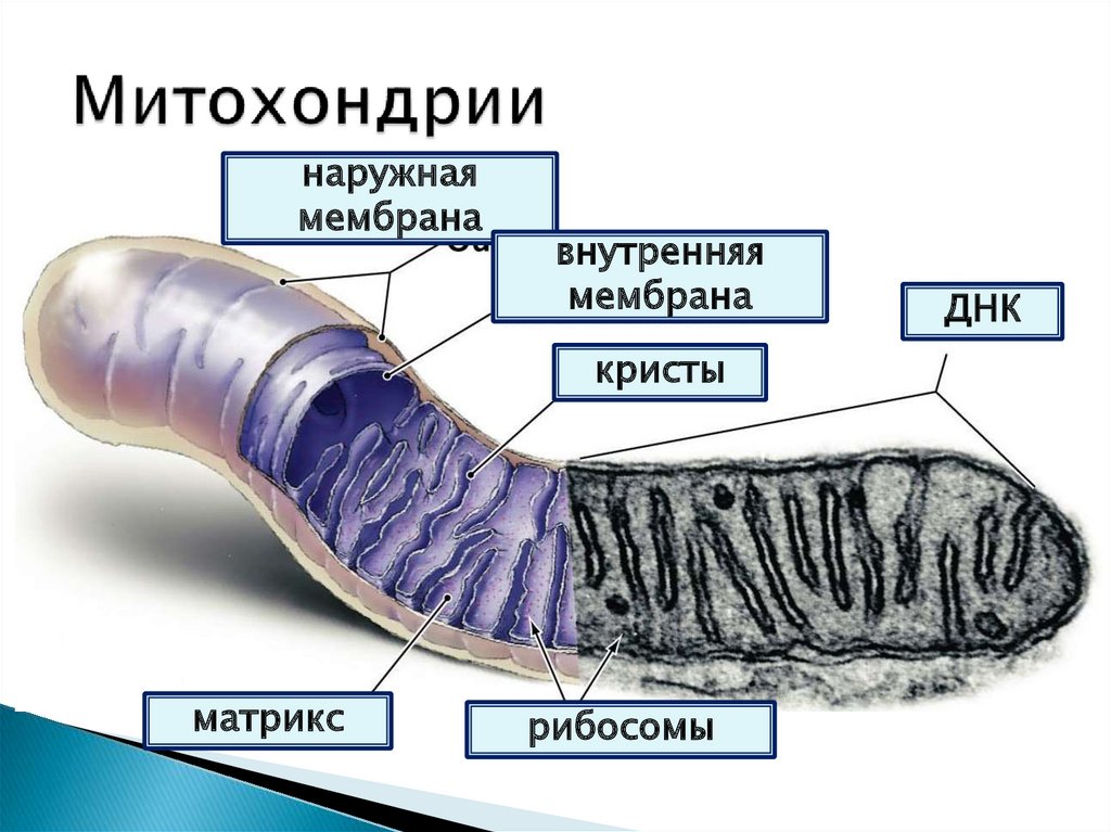 Строение внутренней мембраны митохондрии. Мембрана митохондрий. Митохондрии с ламинарными кристами. Строение мембраны митохондрии. Строение митохондрии.
