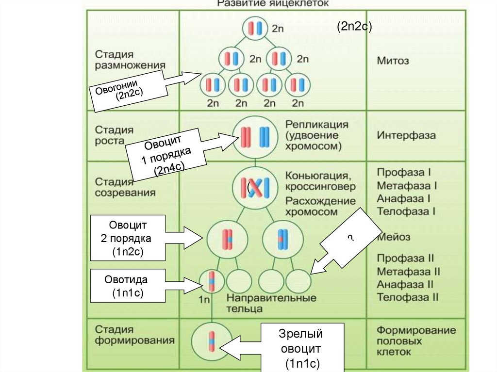 Изобразите схему гаметогенеза