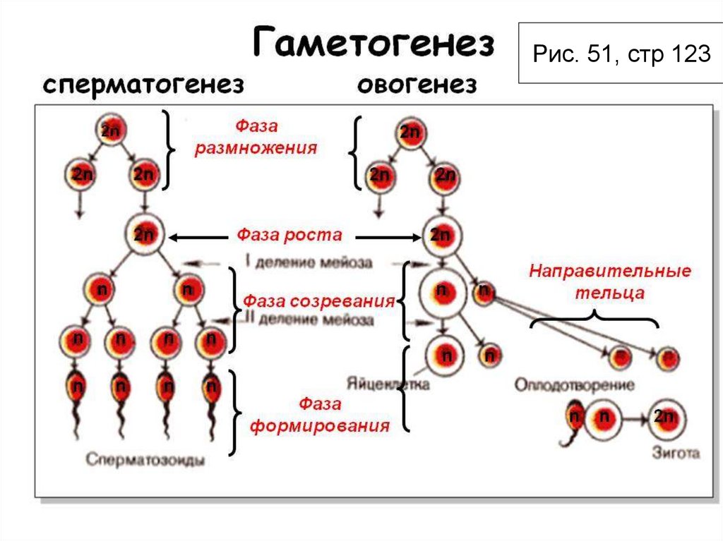 Гаметогенез и овогенез презентация