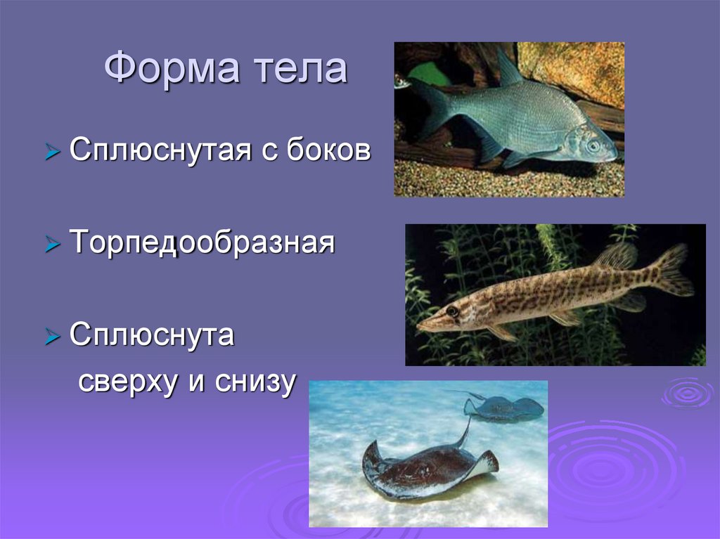 Приспособленность рыб к воде. Форма тела рыб. Приспособления рыб к водной среде обитания. Формы тела организмов.