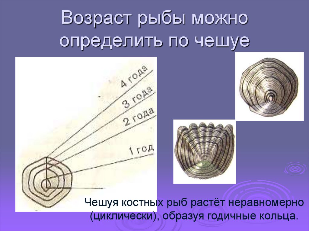 Как определить возраст рыбы по чешуе