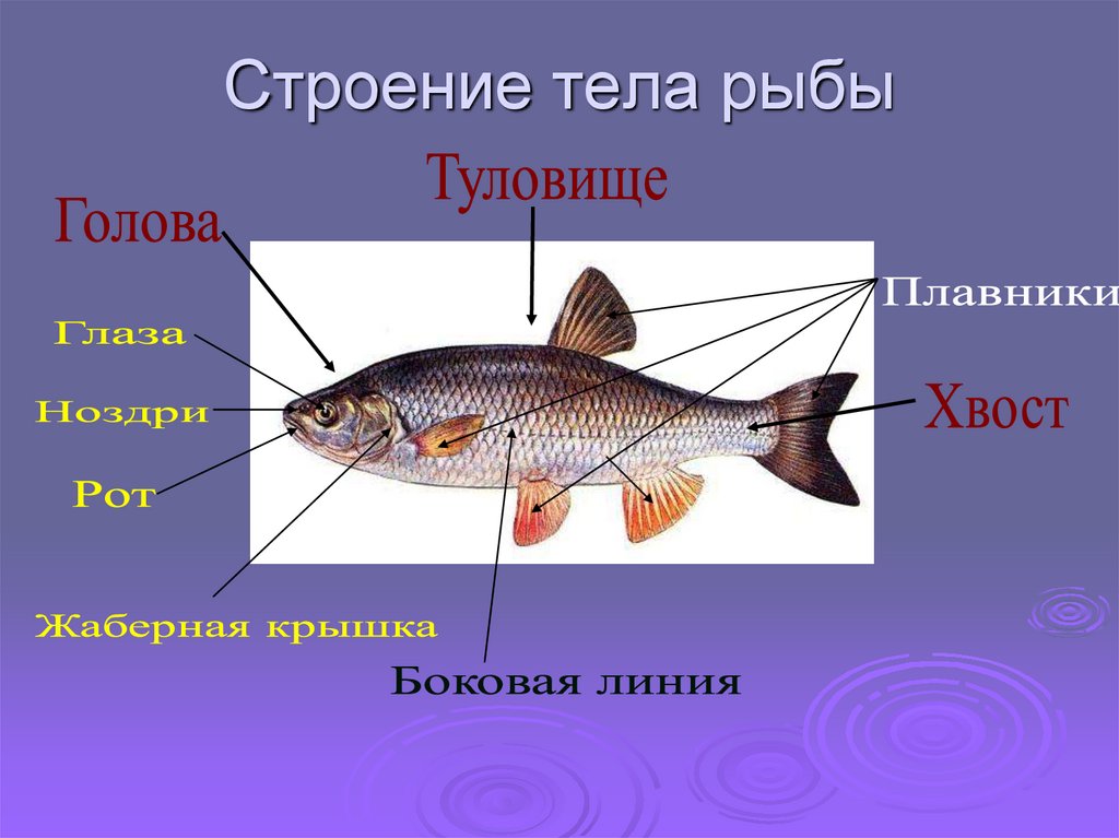 Туловище рыбы. Части тела рыбы. Название частей тела рыбы. Строение тела рыбы. Части тела рыбы для дошкольников.