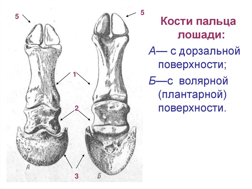 Фаланги пальца тип соединения. Сесамовидные кости стопы анатомия. Строение копыта лошади кости. Строение скелета копыта лошади. Строение костей копыта лошади.