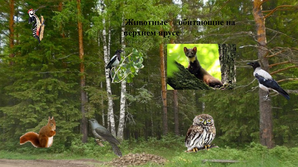 На каком этаже живут эти животные?