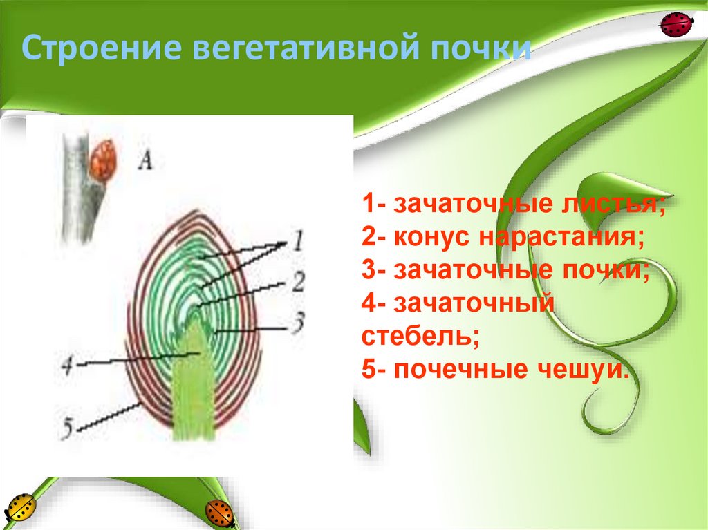 Лабораторная работа изучение строения вегетативных почек. Строение вегетативной почки. Вегетативная почка конус нарастания. Строение вегетативной почки 6 класс. Какое строение имеет вегетативная почка.