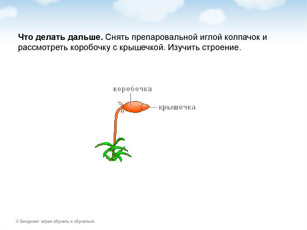 Биоуроки. Изучите строение коробочки снимите колпачок. Изучите строение коробочки снимите колпачок Кукушкин лен. Препаровальные иглы Кукушкин лён. Кукушкин лен строение с крышечкой и колпачком.