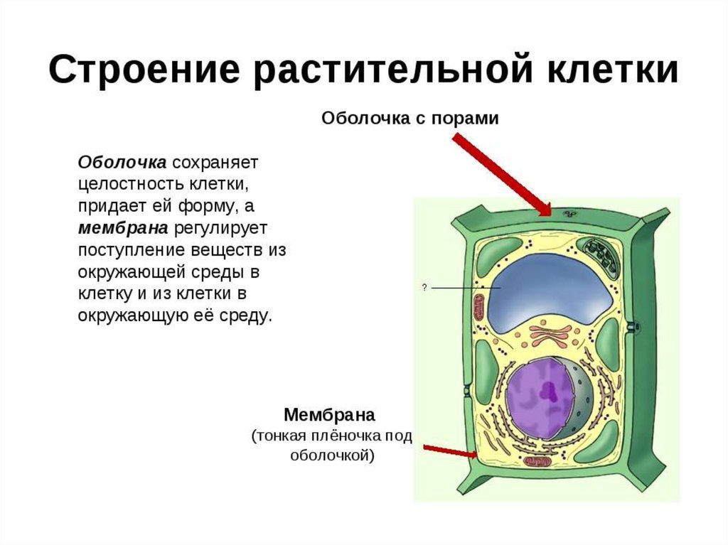 Особенности строения живых клеток