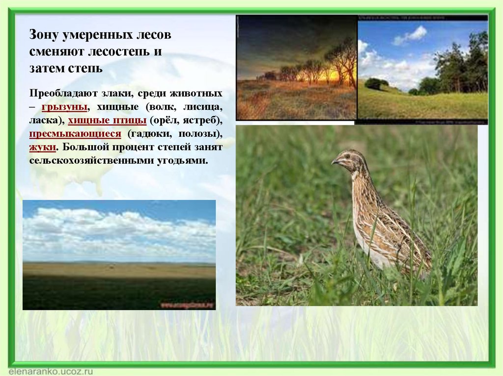 Природные зоны лесостепи и степи таблица. Степи сменяются лесами. Птицы умеренных зон. Животные степи умеренной зоны. Птицы зоны лесостепь в России.