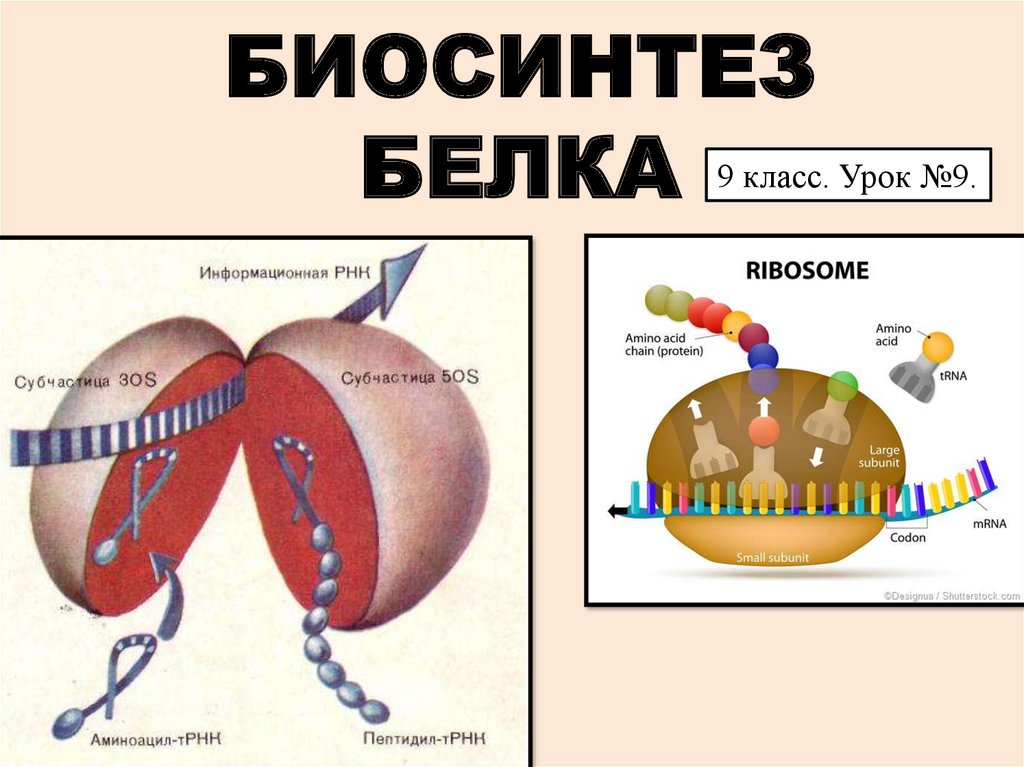 Биосинтез белка рисунок