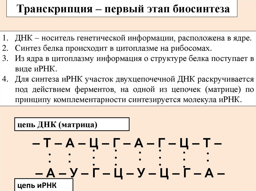 Биосинтез белка транскрипция схема