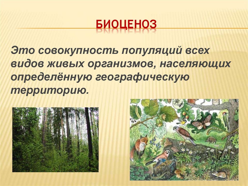 Биоценоз леса пример. Биоценоз лес. Природное сообщество биоценоз. Биоценоз животных в природе.