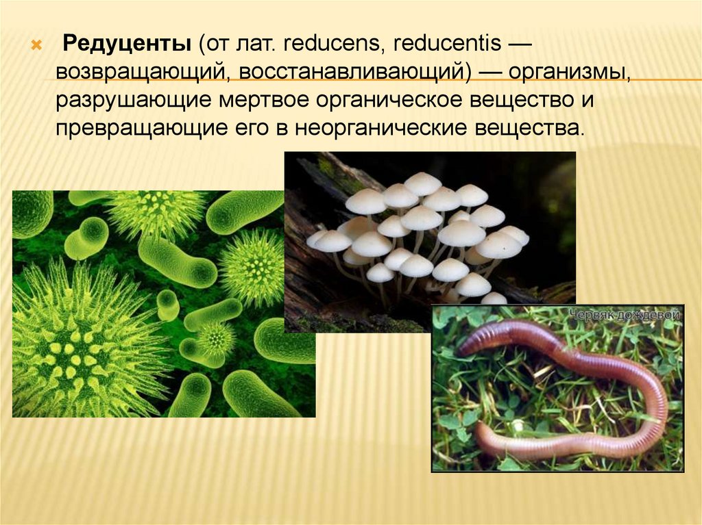 Бактерии и грибы составляют в экосистеме группу. Редуценты. Организмы редуценты. Редуценты название организмов. Редуценты примеры.