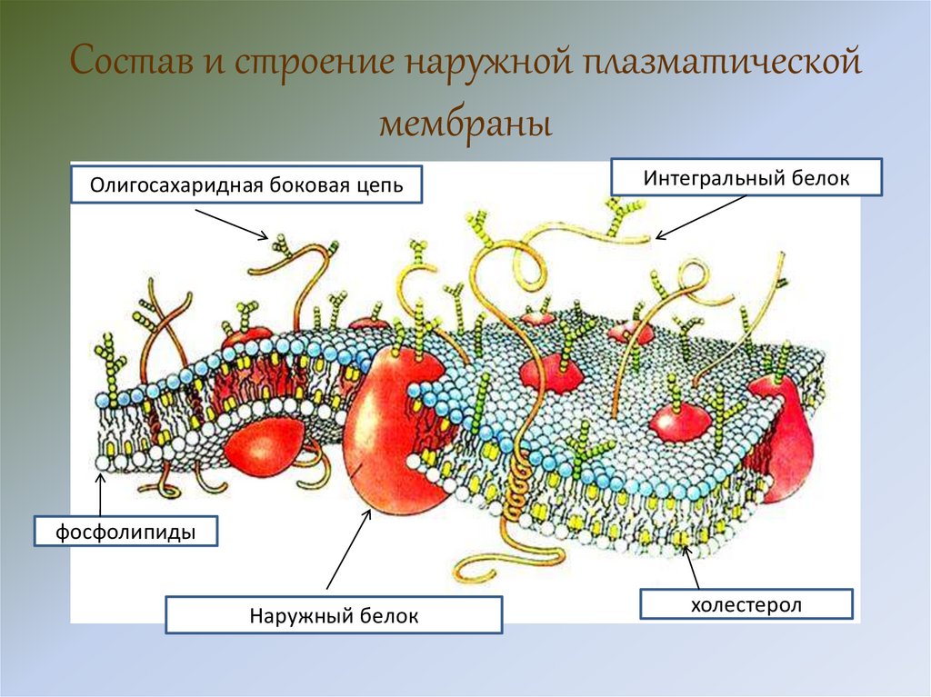 Схема строения плазматической мембраны