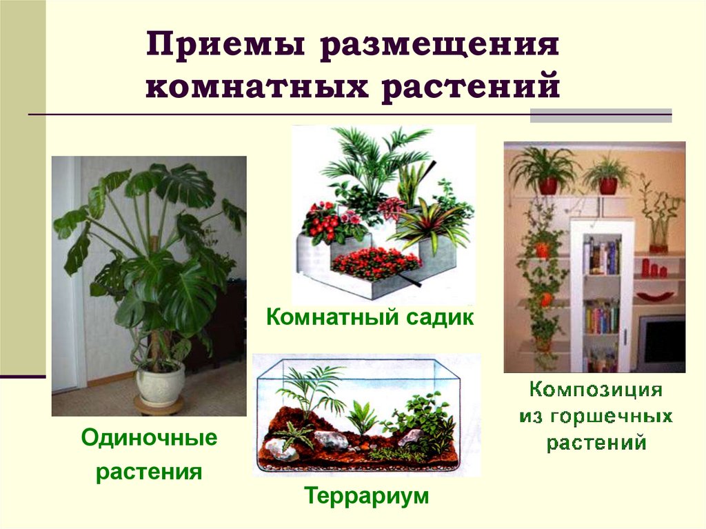 Комнатные растения размещение