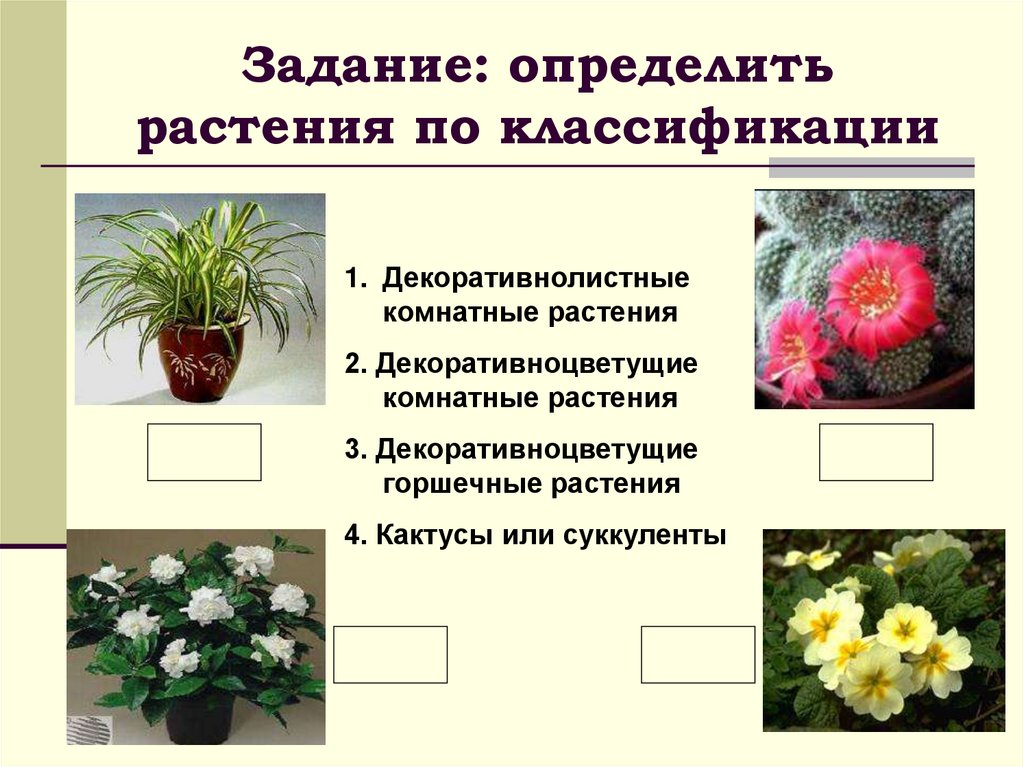 Как отличить растения