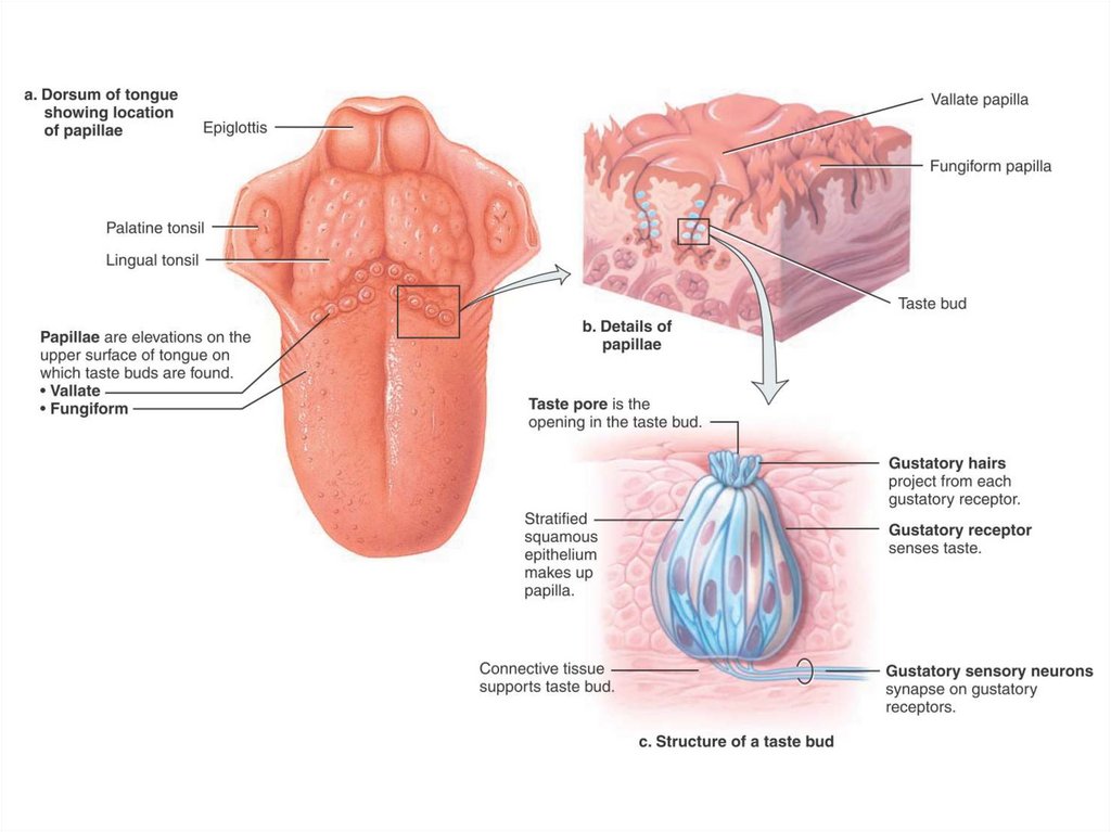 Дополните схему строения периферического отдела вкусового анализатора