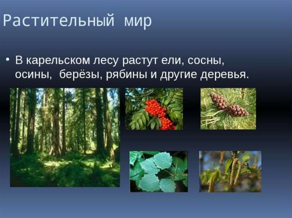 Природа разнообразие природы презентация. Растительный мир. Растительность леса. Растительный мир Карелии. Многообразие природы.