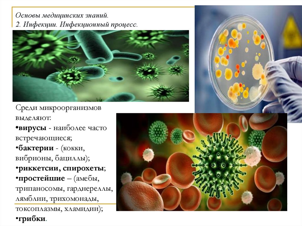 Среди бактерий есть. Бактерии вирусы риккетсии. Риккетсии это вирусы. Бактерии вирусы риккетсии грибки. Среди бактерий выделяют.