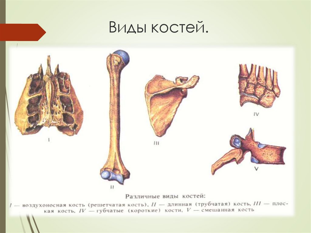Трубчатые и губчатые кости. Виды костей. Типы костей человека. Кости виды костей. Виды костей строение кости.