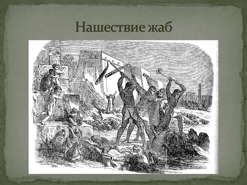 Нашествие жаб