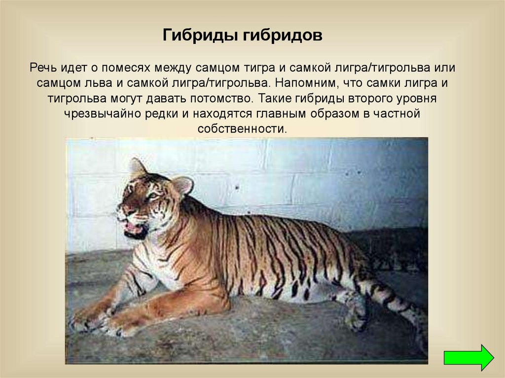 День гибридов. Лигр. Селекция лигра. Гибрид самки тигра и самца Льва. Сравнение тигра и Льва по размерам.