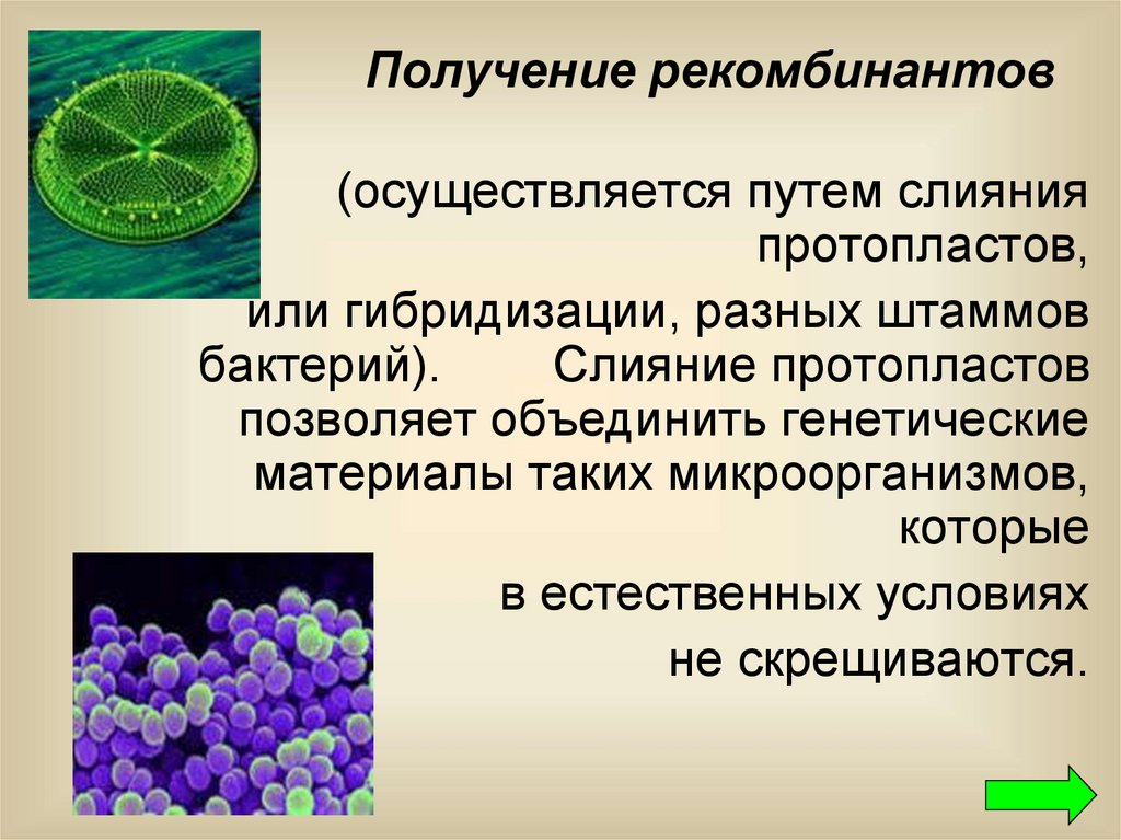Путь гибридизации. Гибридизация микроорганизмов селекция. Метод слияния протопластов. Гибридизация протопластов. Селекция штаммов микроорганизмов.
