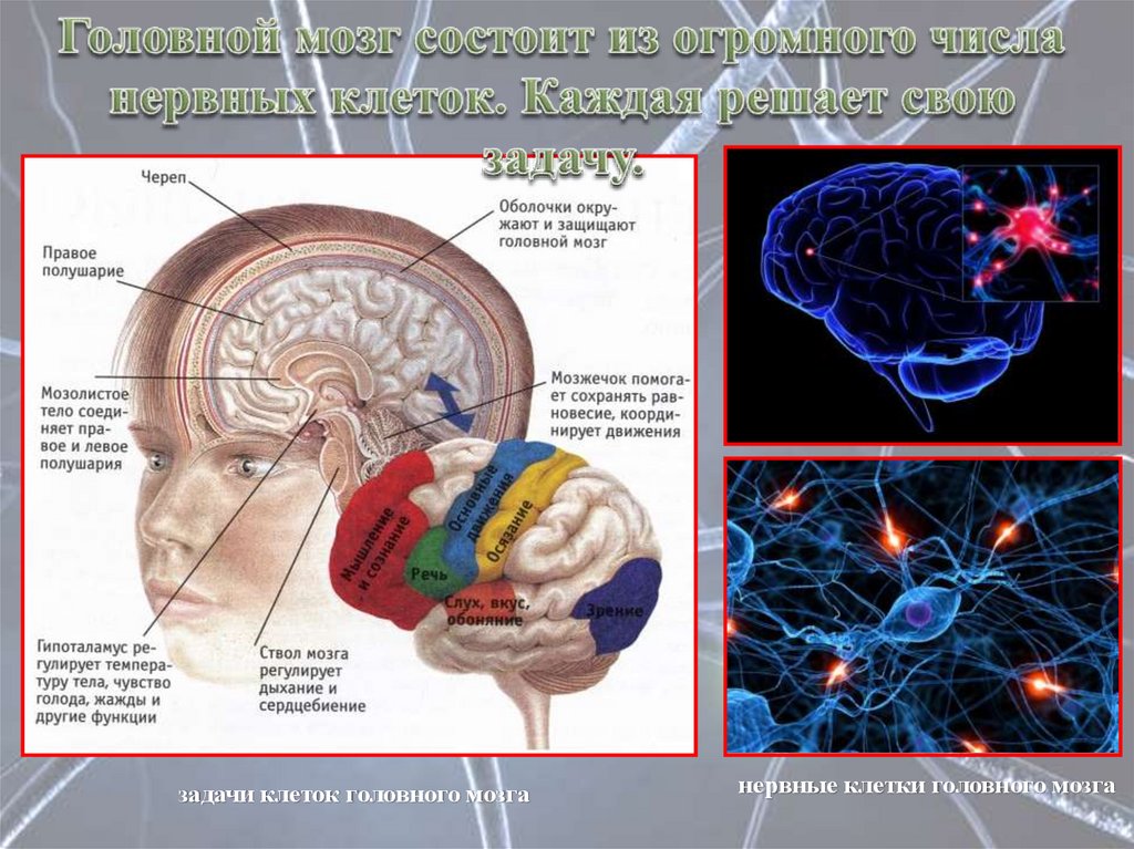 Brain задачи. Головной мозг. Нейроны головного мозга. Нейроны головного мозга строение. Строение клетки головного мозга.