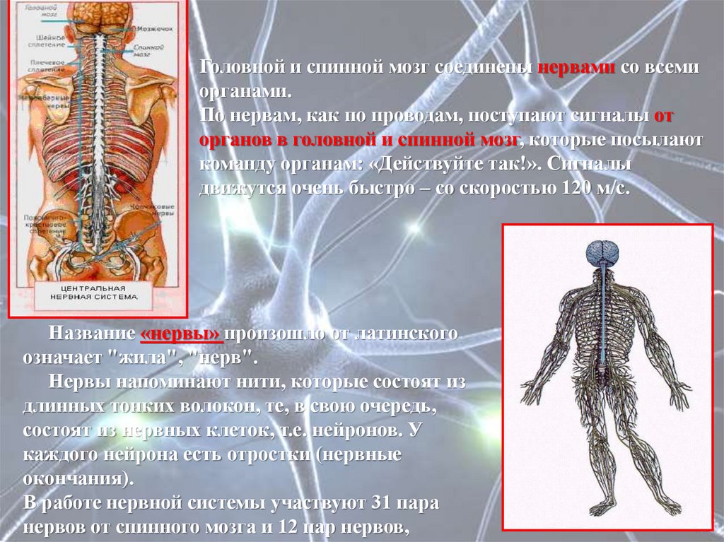 Нервная спинная и головная система. Головной и спинной мозг. Головной и спинной мозг соединяют. Нервная система человека головной и спинной мозг. Головной мозг и спинной мозг.