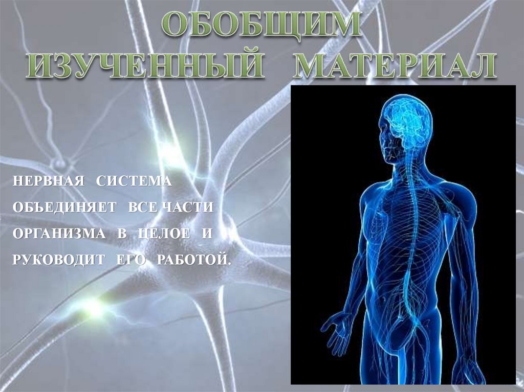 4 системы человека. Нервная система 4 класс. Нервная система 4 класс окружающий мир. Нервная система презентация 4 класс. Урок по окружающему миру 4 класс нервная система человека.