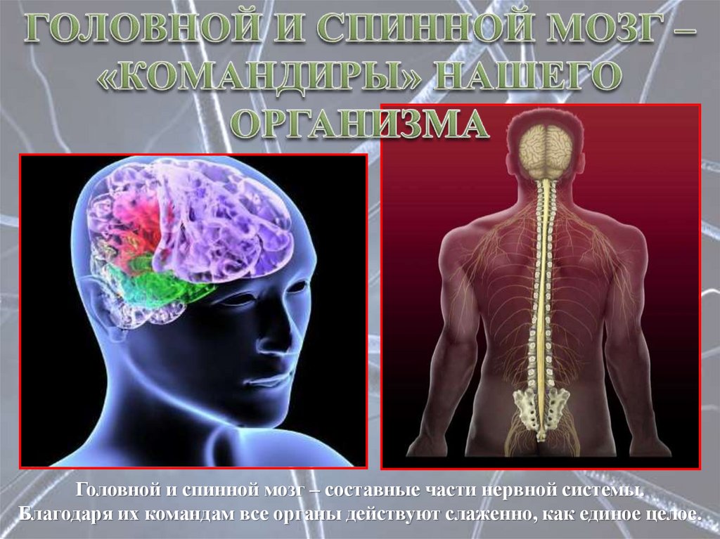 Нервная система 9 класс презентация. Головной и спинной мозг. Спинной мозг и головной мозг. Головной и спинной мозг нервы. Соединение спинного и головного мозга.