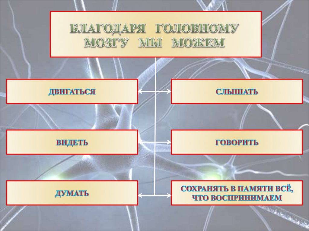 Система xxi. Рабочие листы по окружающему миру 4 класс нервная система. Кожа человека 4 класс окружающий мир 21 век презентация. Когда и где 4 класс окружающий мир презентация.