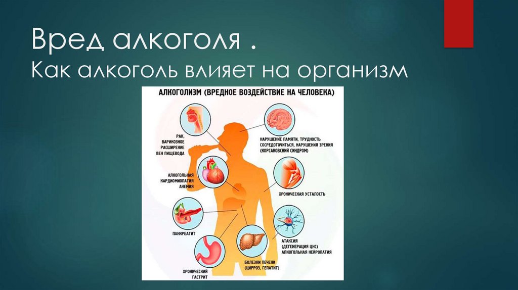 Вред алкоголя . Как алкоголь влияет на организм
