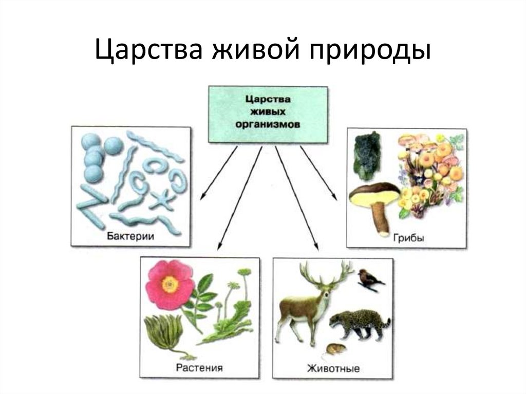Какие виды организмов. Биология 5 кл царство живой природы. Царство живой природы 5 класс биология. Царство животных растений грибов бактерий. Схема царства живой природы 5 класс биология.
