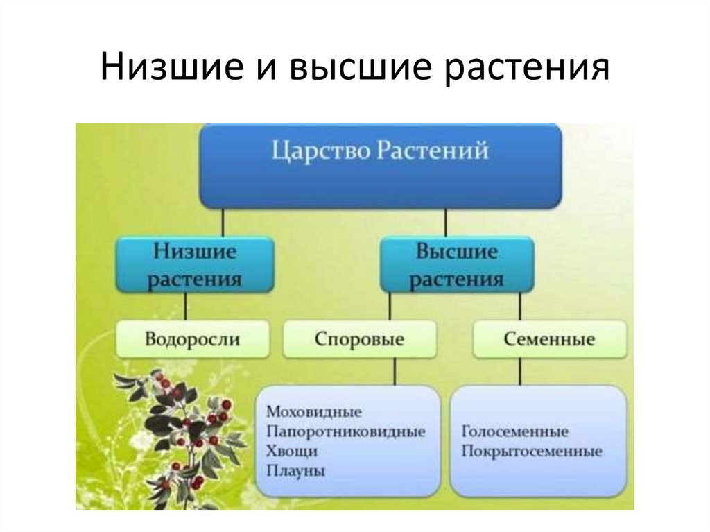 Почему растения относят к высшим. Растения низшие и высшие схема. Таблица высших и низших растений. Низшие и высшие растения таблица. Схема царство растений Подцарство низшие растения.