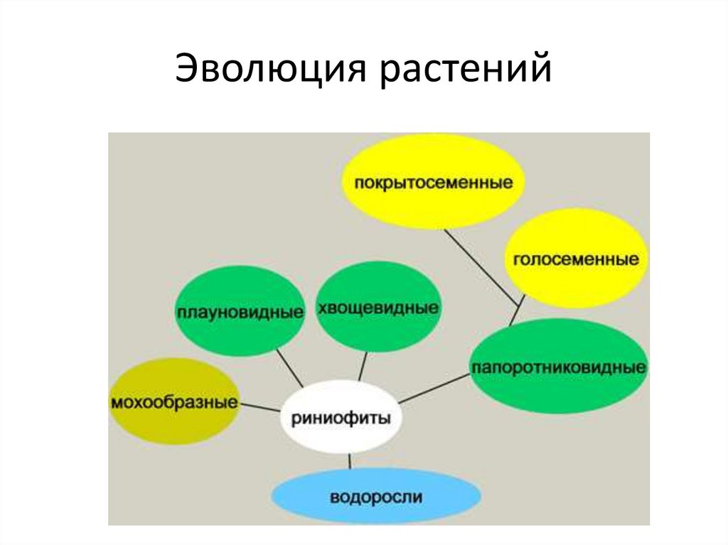 Схема эволюции высших растений