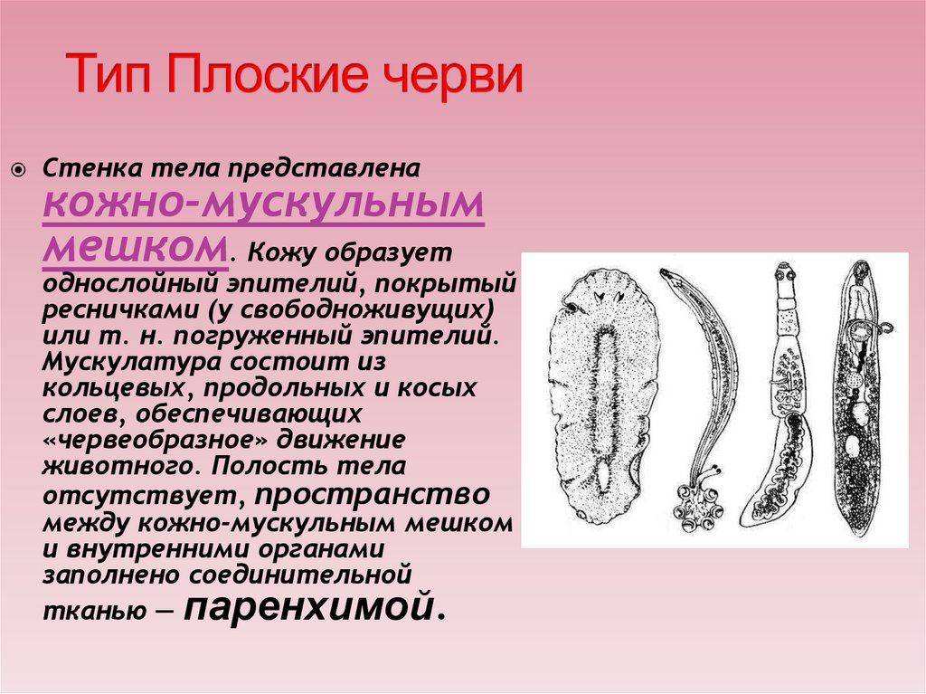 Тест черви егэ. Тип плоские черви. Плоские черви ЕГЭ. Тип плоские. Жизнедеятельность плоских червей.