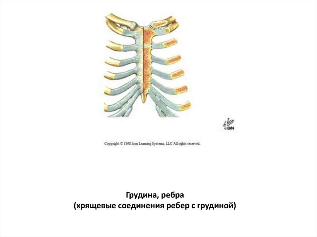 Соединение между ребрами. Тип соединения костей - рёбер и грудины. Хрящ 1 ребра с грудиной Тип вид соединения.
