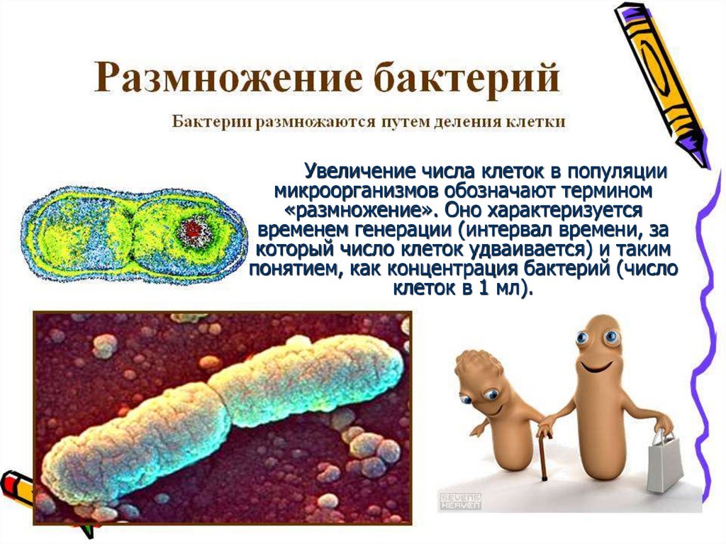 Влияние различных условий на рост и размножение дрожжей проект