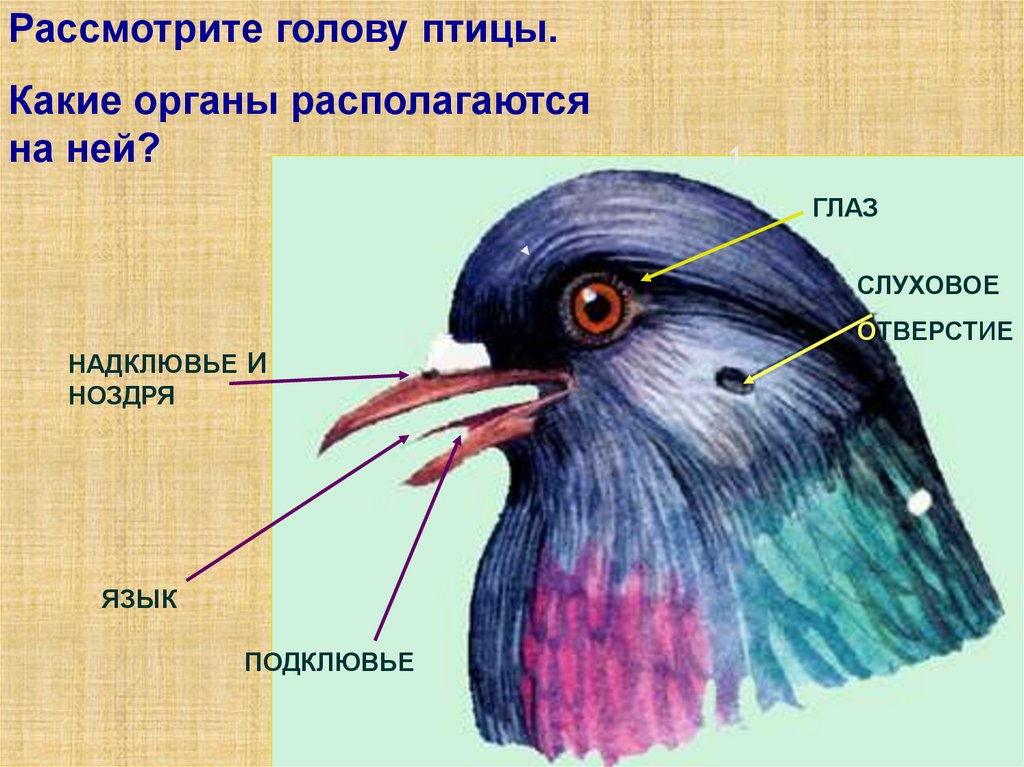 Особенности строения и жизнедеятельности птиц 8 класс
