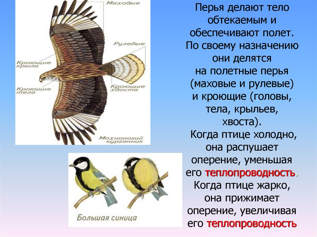 Роговые щитки у птиц. Маховые и рулевые перья. Хвост птицы строение. Расположение перьев на теле птицы. Обтекаемая форма тела у птиц.