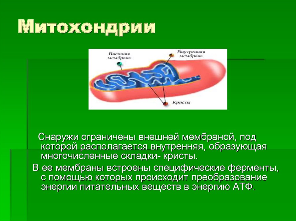 Внутреннее строение митохондрии. Митохондрии 5 класс биология. Наружная мембрана митохондрий. Митохондрии функции 5 класс.