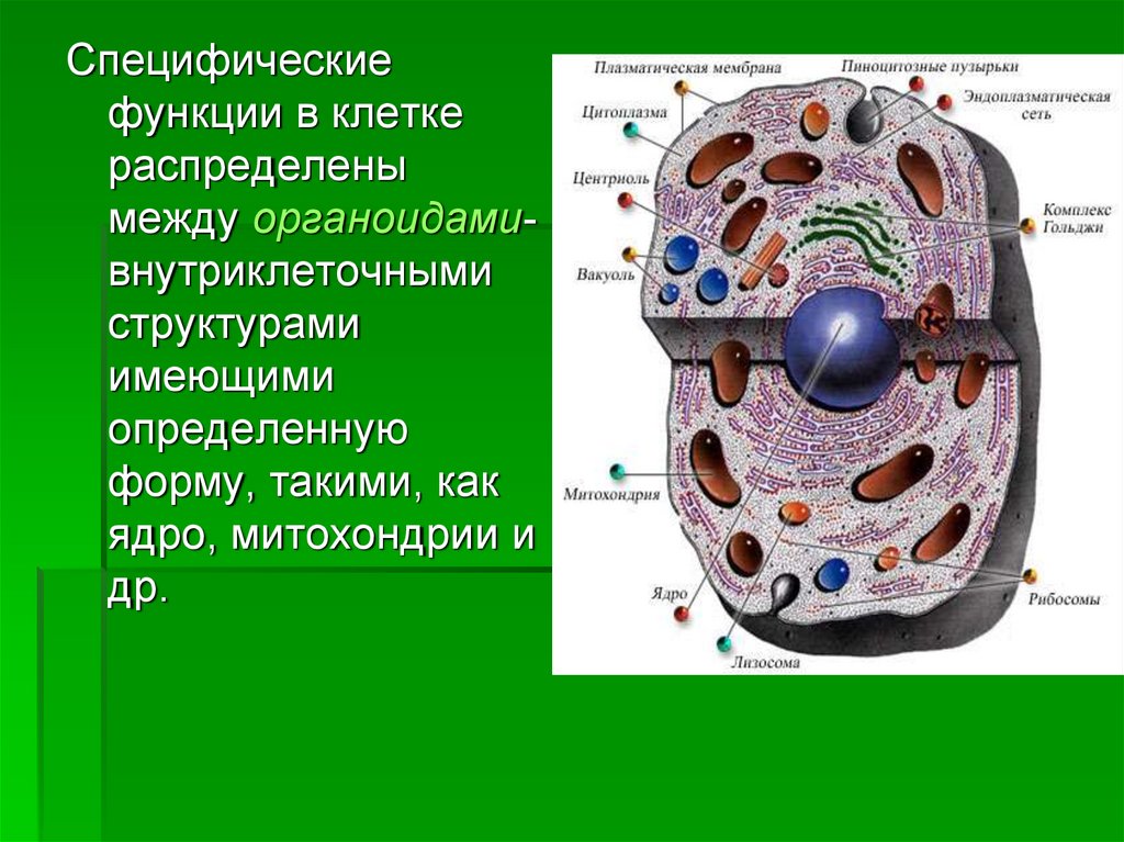 Состав и функции органоидов. Функции клеточных органоидов рисунок. Строение клетки: ядро, цитоплазма, мембрана, органоиды, их функции.. Строение живой клетки с органеллами. Строение клетки и функции ее органоидов.