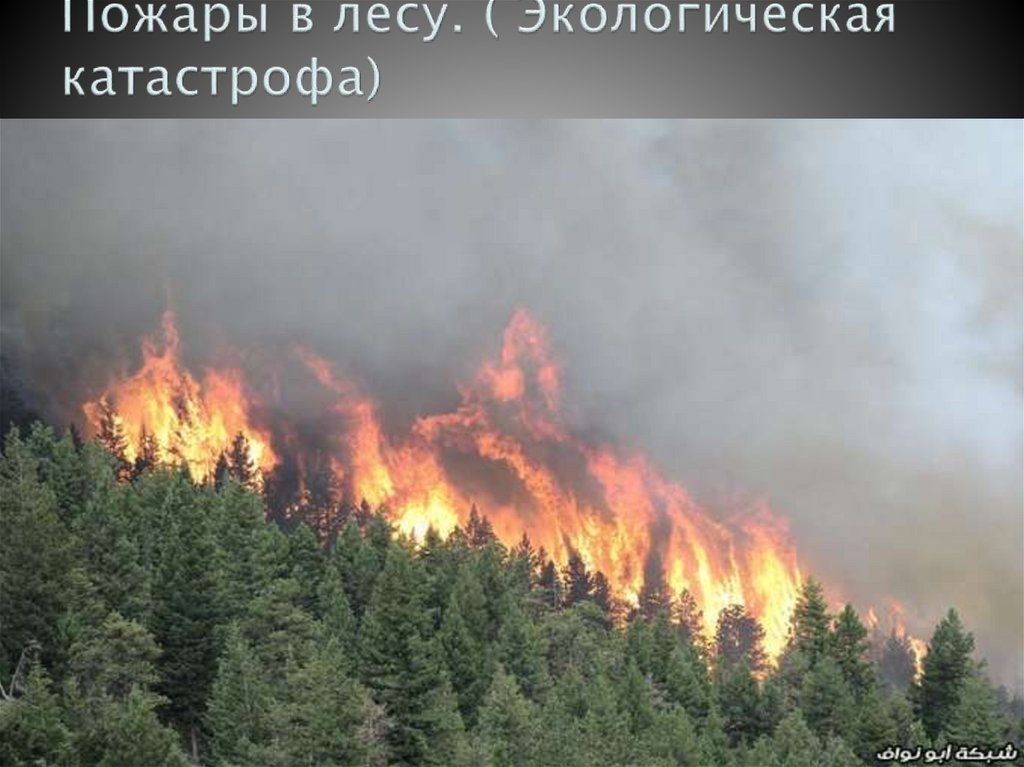 Пожары в лесу. ( Экологическая катастрофа)