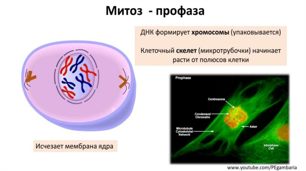 Митоз огэ биология