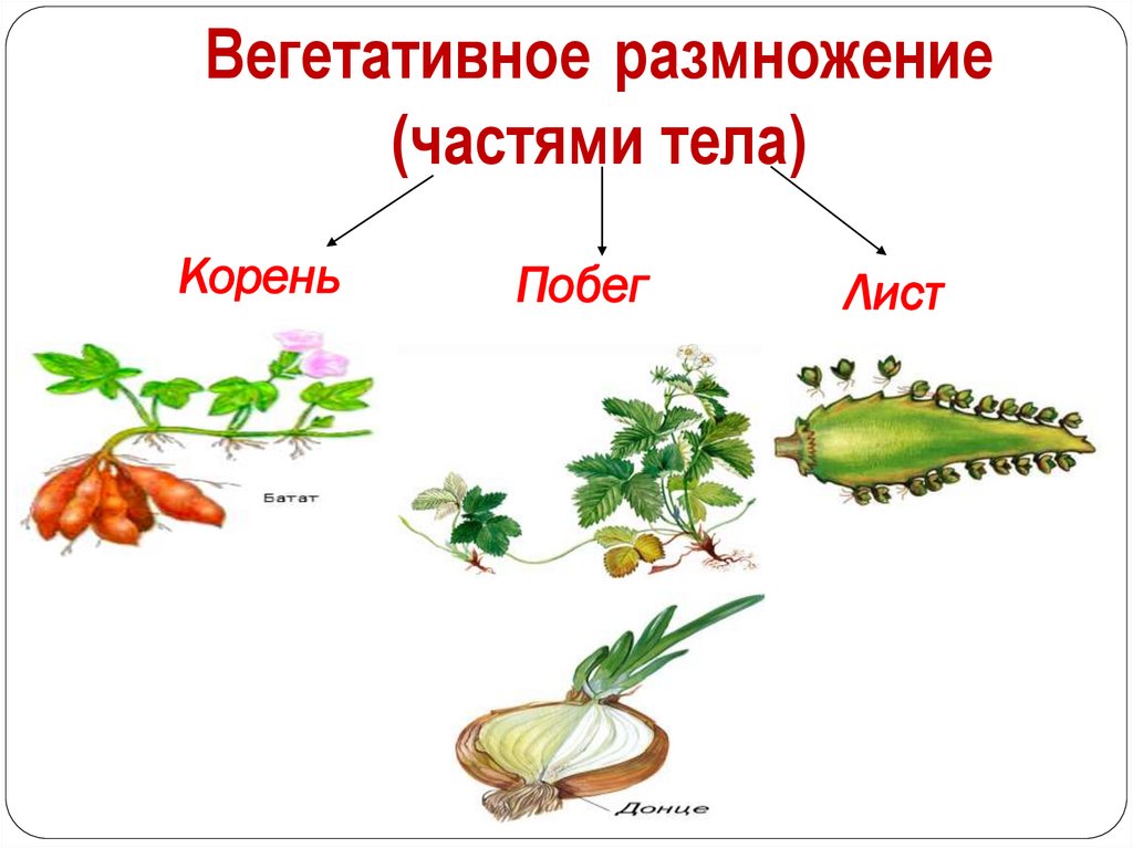 Значение вегетативного размножения кратко