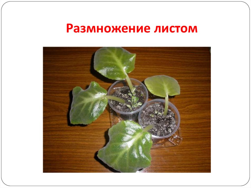 Размножение листом