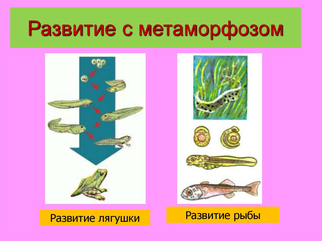 В чем преимущество развития с метаморфозом. Развитие с метаморфозам. Развитие с метаморфозом у рыб. Развитие с метаморфозом животные список.